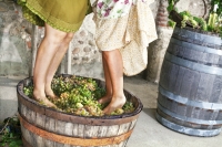Fabrication du vin | Comment fait-on le vin ?